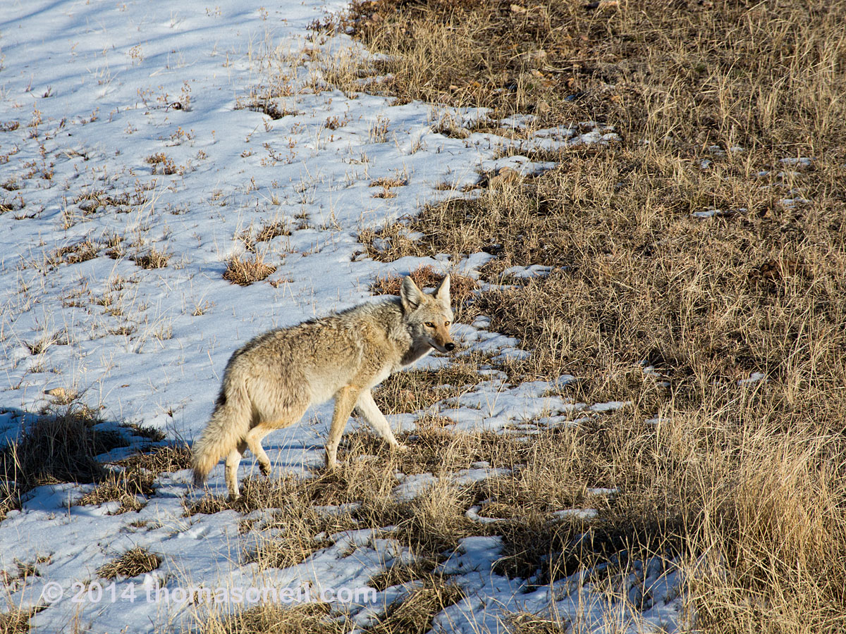 Coyote, Wind Cave National Park, South Dakota.  Click for next photo.