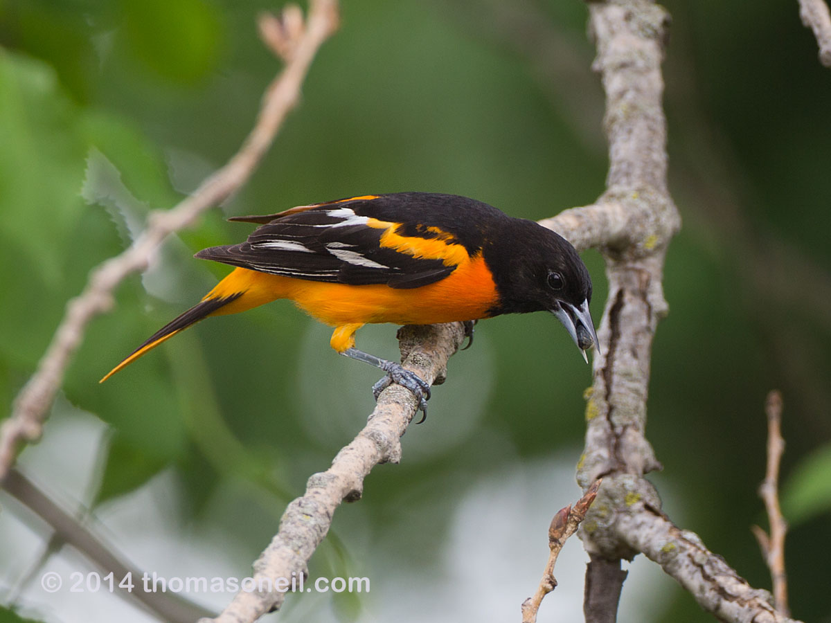 Baltimore Oriole, Newton Hills State Park, SD, June 2014.  Click for next photo.