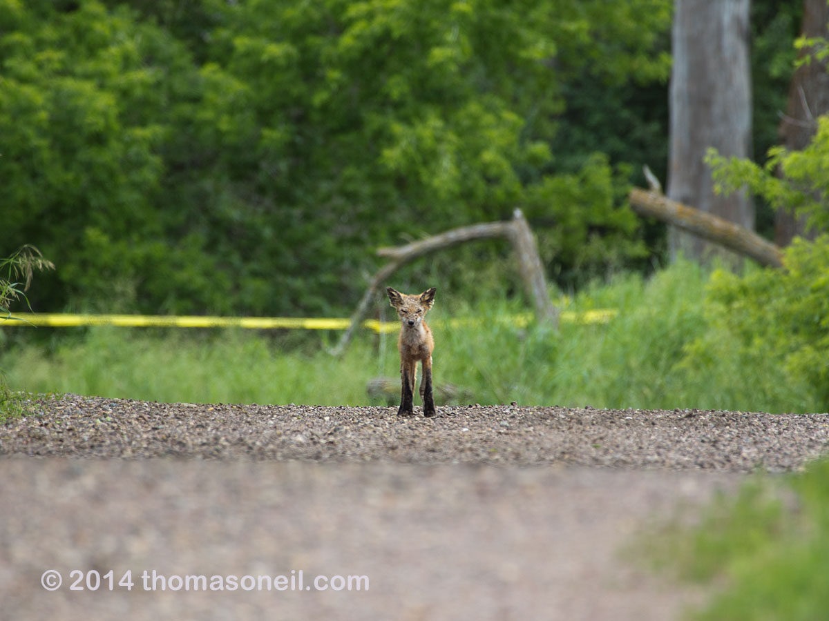 A little fox observing me, Newton Hills State Park, SD.  Click for next photo.