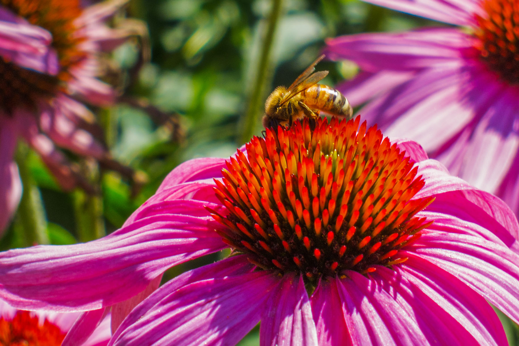 Bee on a flower, Denver Arboretum.  Click for next photo.