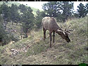 Elk on Reconyx trailcam, Wind Cave National Park.