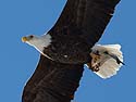 Bald eagle with fish, Lock and Dam 18 on the Mississippi River in Illinois, January 2014.