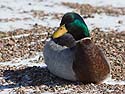 Duck finds a (relatively) warm patch of ground, Arrowhead Park, Sioux Falls, SD, March 2, 2014.