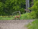 Fox heads for the woods, Newton Hills State Park, SD, June 2014.