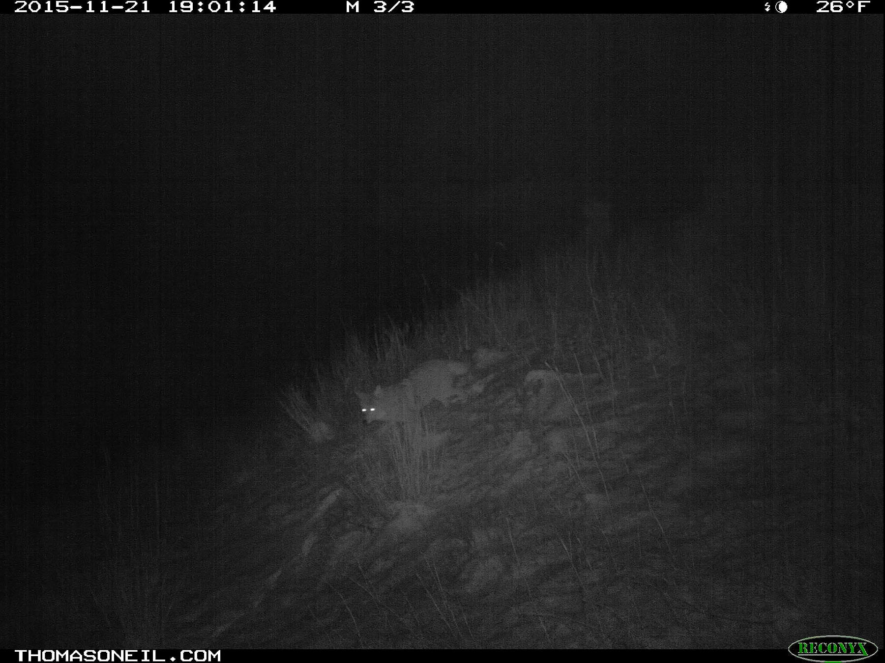 Trailcam image from Wind Cave National Park in November 2015, coyote at night.  Click for next photo.