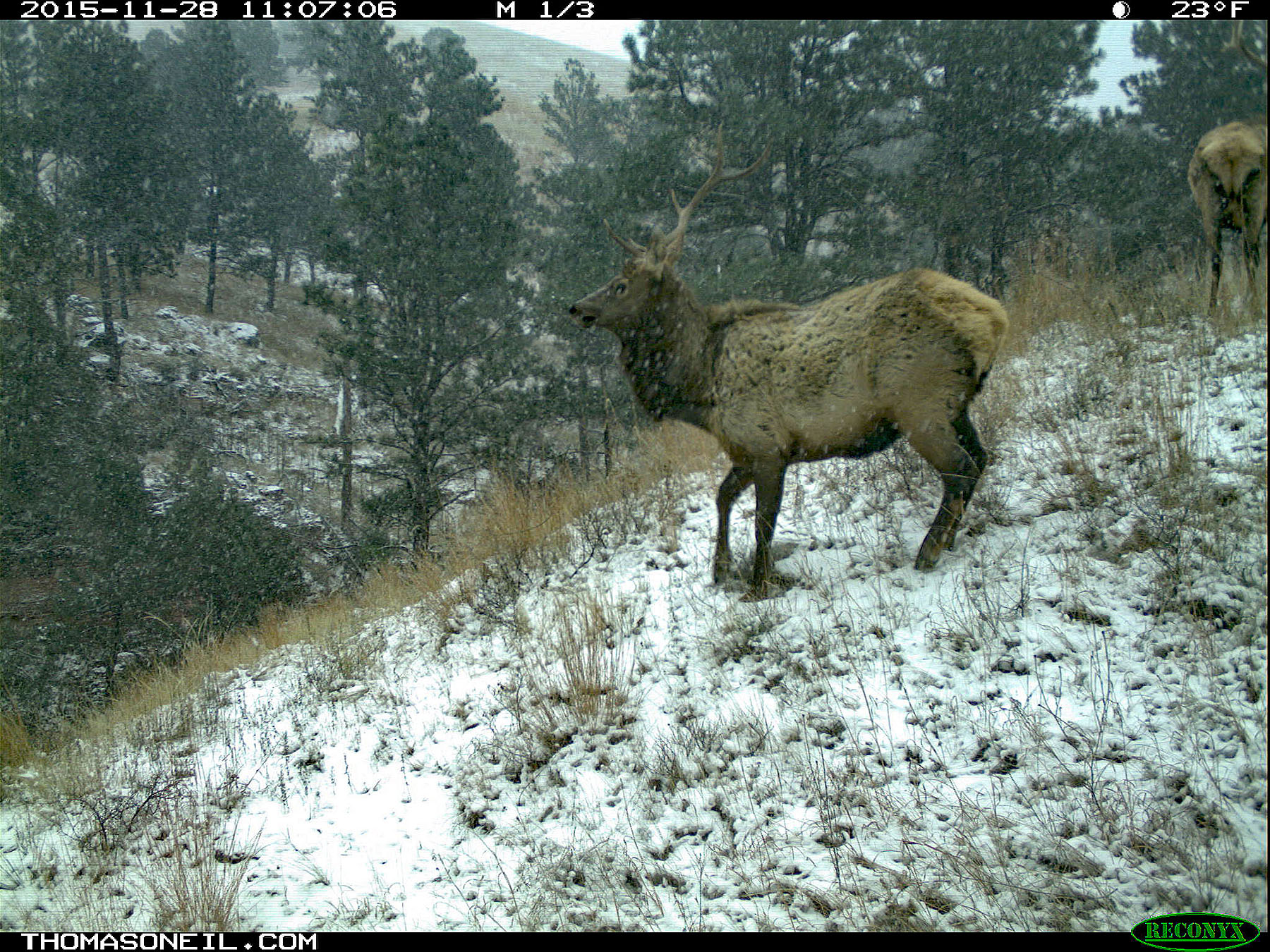 Trailcam image from Wind Cave National Park in November 2015, elk in show.  Click for next photo.