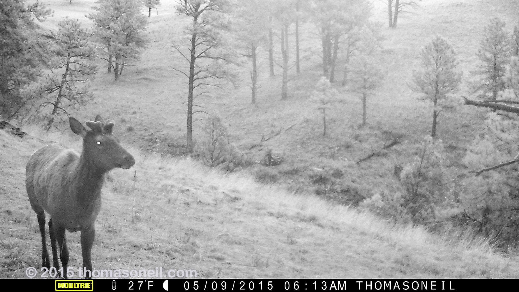 Elk on trailcam, Wind Cave National Park, May 2015,   Click for next photo.