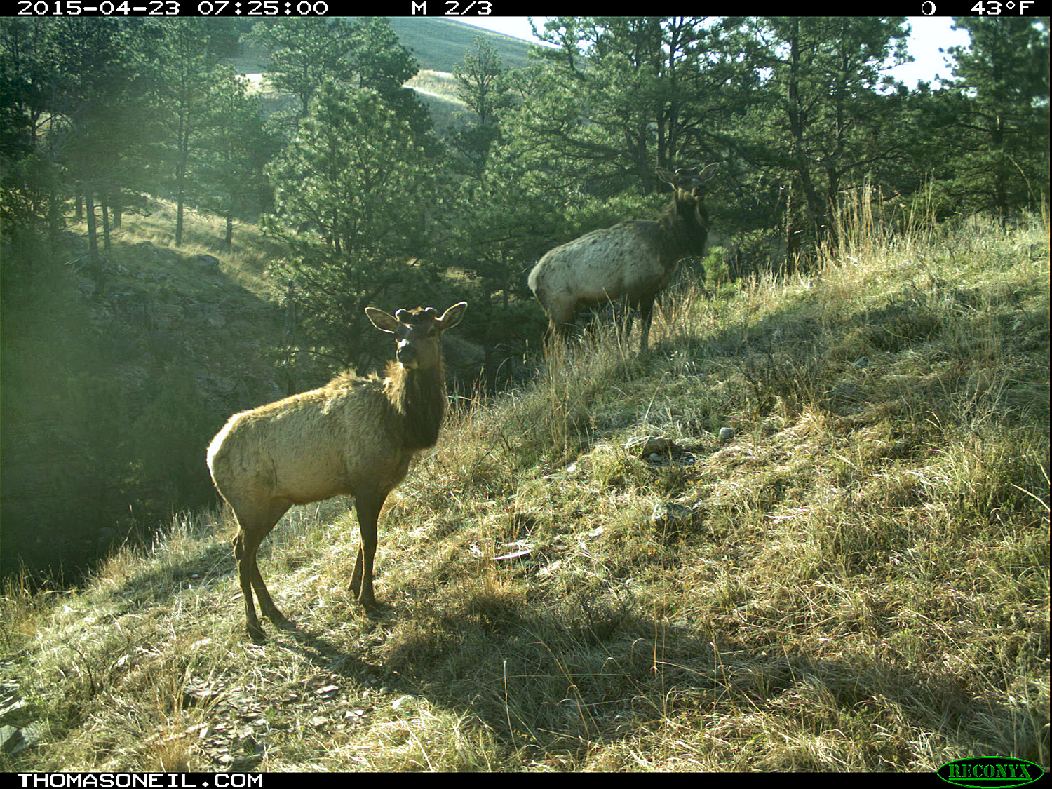 Two elk on trailcam, Wind Cave National Park, April 2015,   Click for next photo.