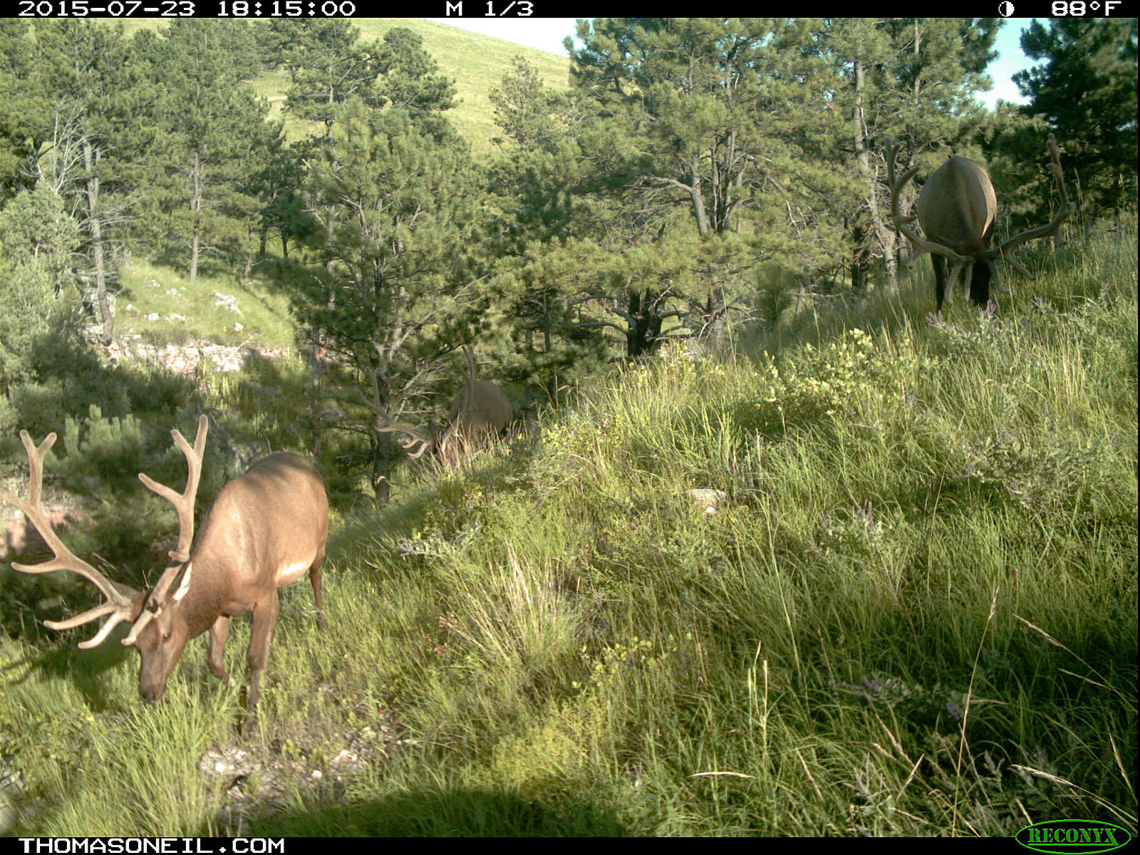 Elk on trailcam, Wind Cave National Park, July 2015,   Click for next photo.