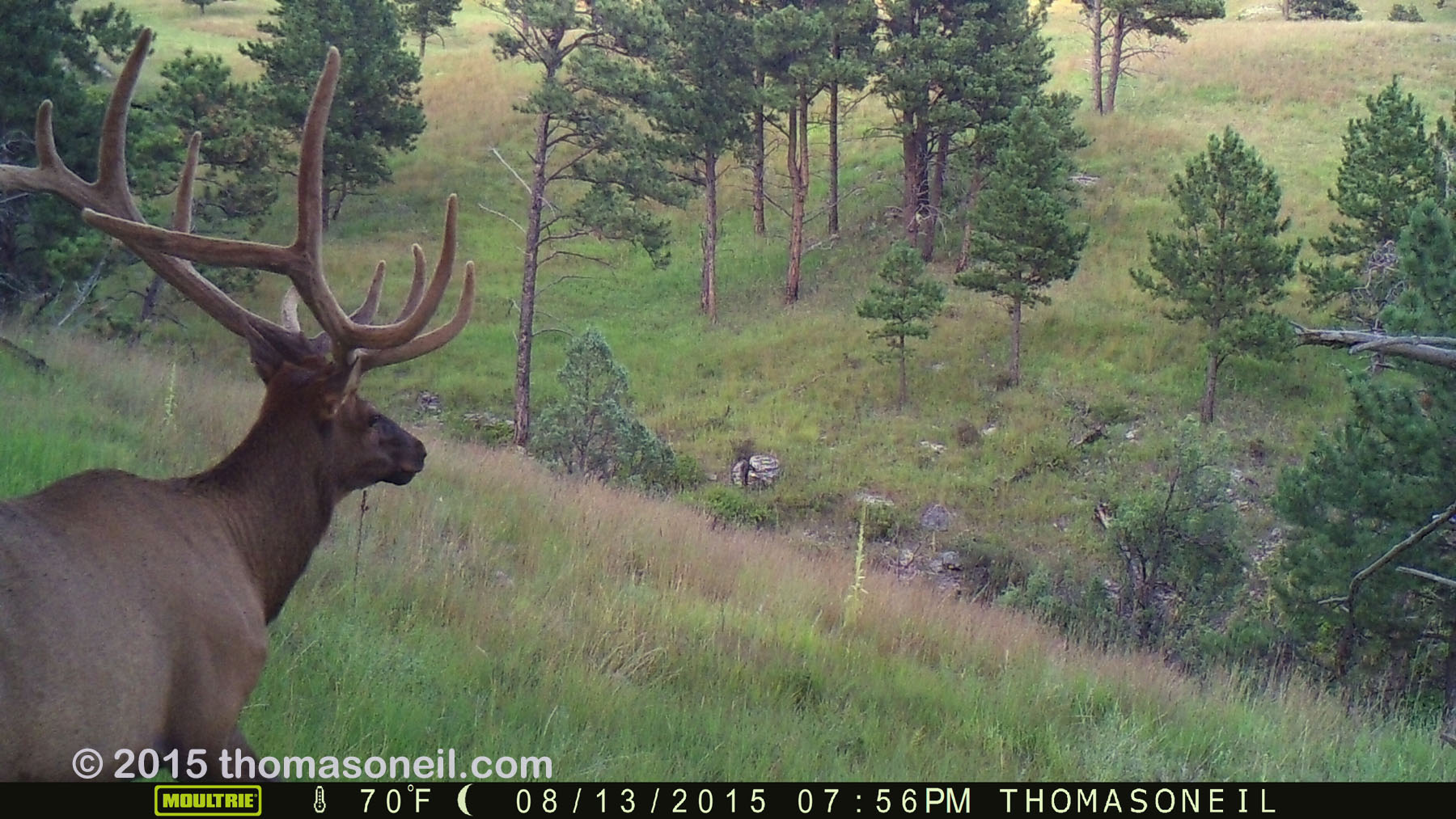 Elk on trailcam, Wind Cave National Park, August 2015,   Click for next photo.