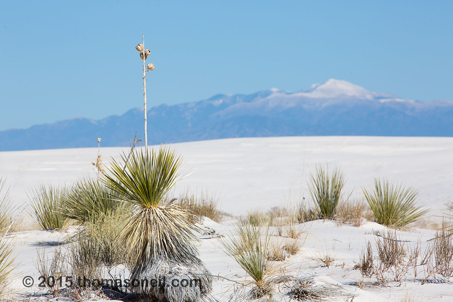 White Sands National Monument, New Mexico  Click for next photo.
