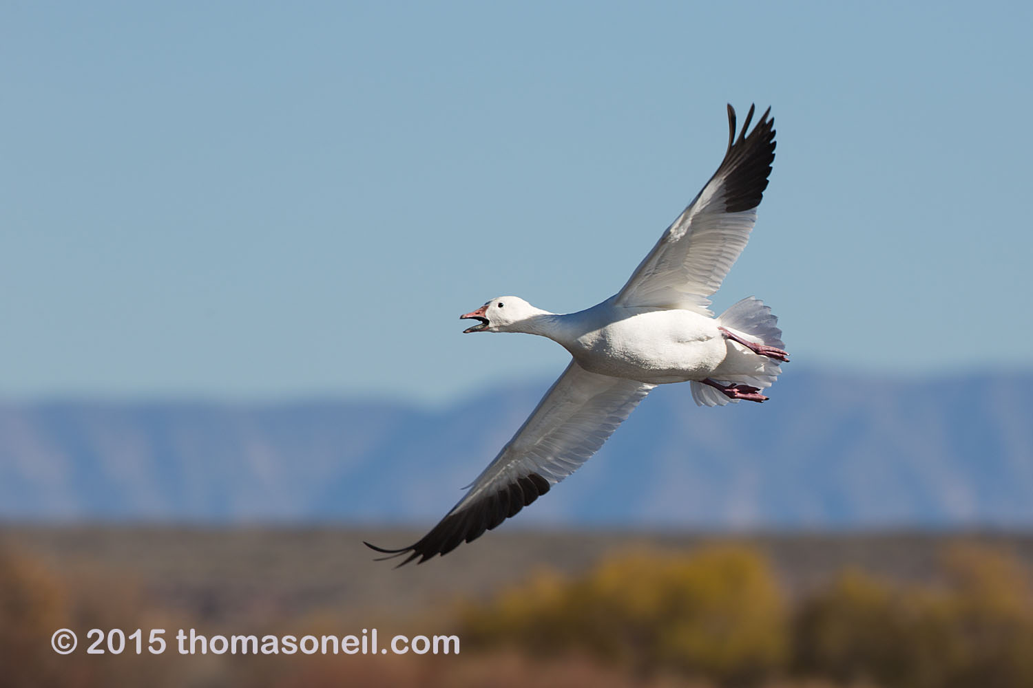 Snow goose, Bosque del Apache NWR, New Mexico  Click for next photo.