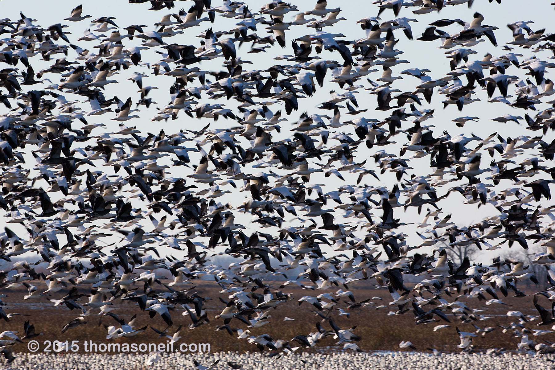 Snow geese, Squaw Creek NWR, Missouri.  Click for next photo.