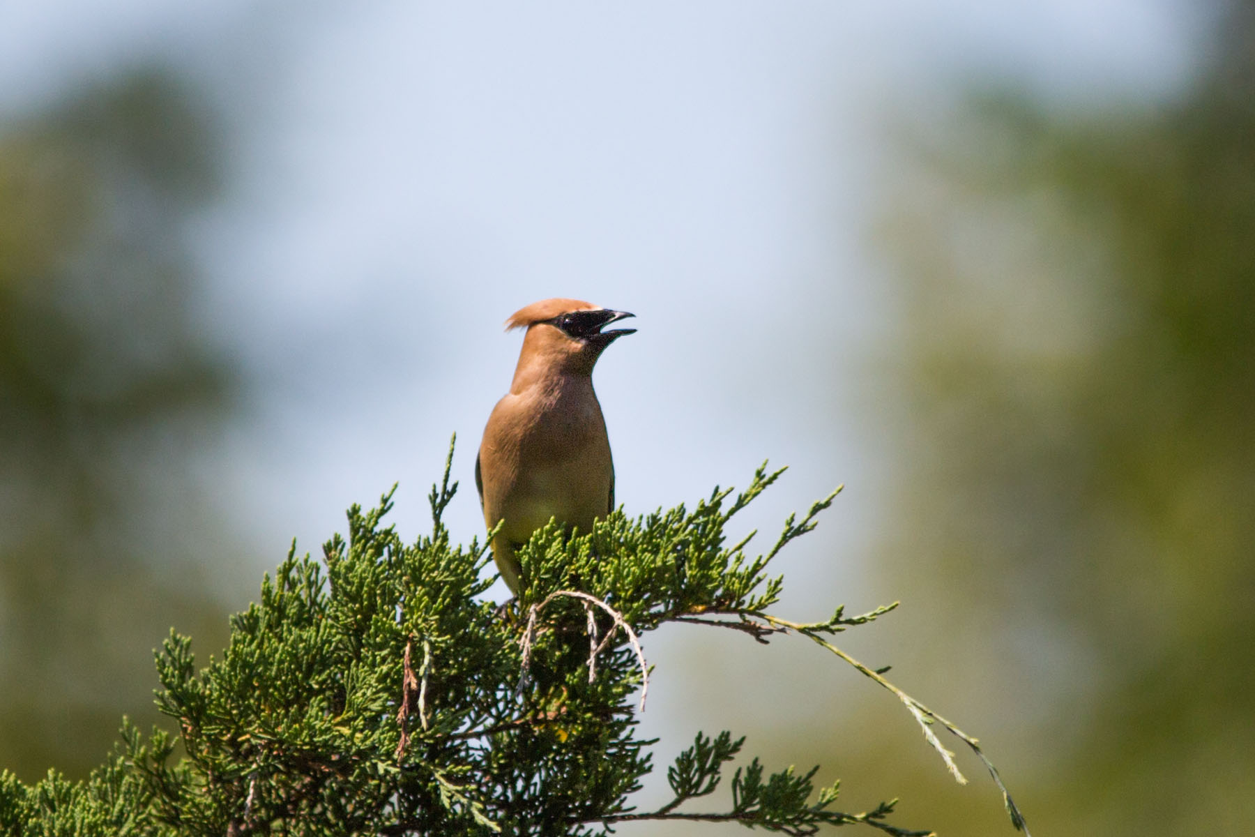 Cedar Waxwing, Newton Hills State Park, SD  Click for next photo.