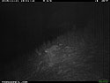 Trailcam image from Wind Cave National Park in November 2015, coyote at night.