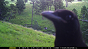 Raven getting up close with trailcam, Wind Cave National Park, July 2015, 