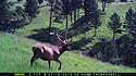 Elk on trailcam, Wind Cave National Park, July 2015, 