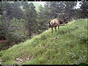 Elk scratching sequence on trailcam, 5 of 7, Wind Cave National Park, July 2015, 