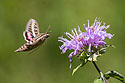 Sphinx Moth, Newton Hills State Park, SD