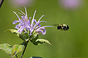 Bee, Newton Hills State Park, SD