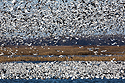 Snow geese, Squaw Creek NWR, Missouri, December 2015.