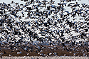Snow geese, Squaw Creek NWR, Missouri, December 2015.