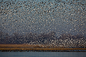 Snow geese, Squaw Creek NWR, Missouri.