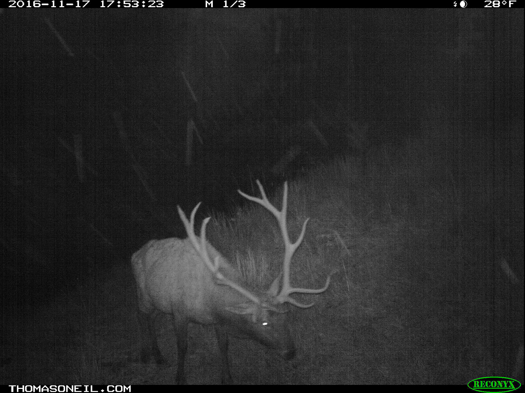 An elk on trailcam in Wind Cave National Park, SD, November 2016.  Click for next photo.
