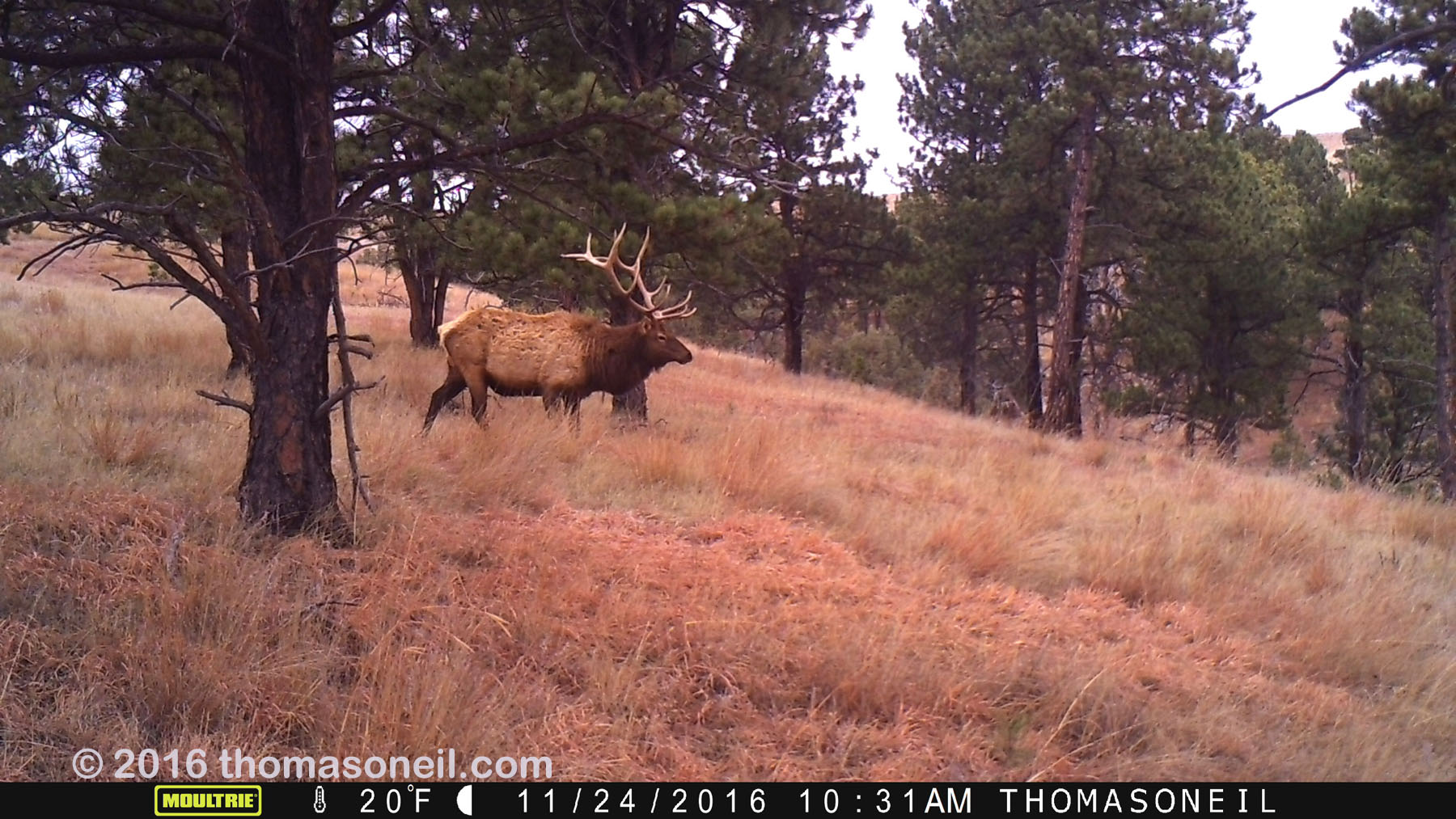 An elk on trailcam in Wind Cave National Park, SD, November 2016.  Click for next photo.