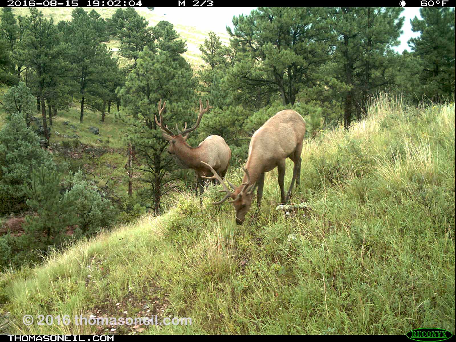 Elk on trailcam, Wind Cave National Park, Aug. 15, 2016.  Click for next photo.