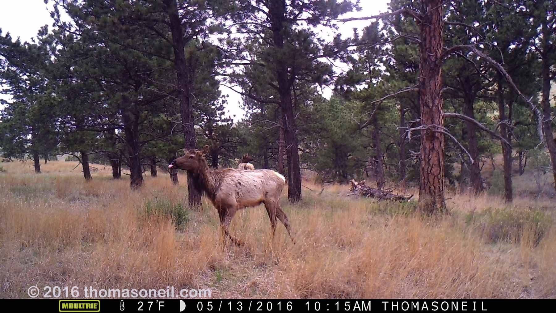 Elk on Moultrie trailcam, Wind Cave National Park, May 13, 2016.  Compare to following image on Primos trailcam.  Click for next photo.