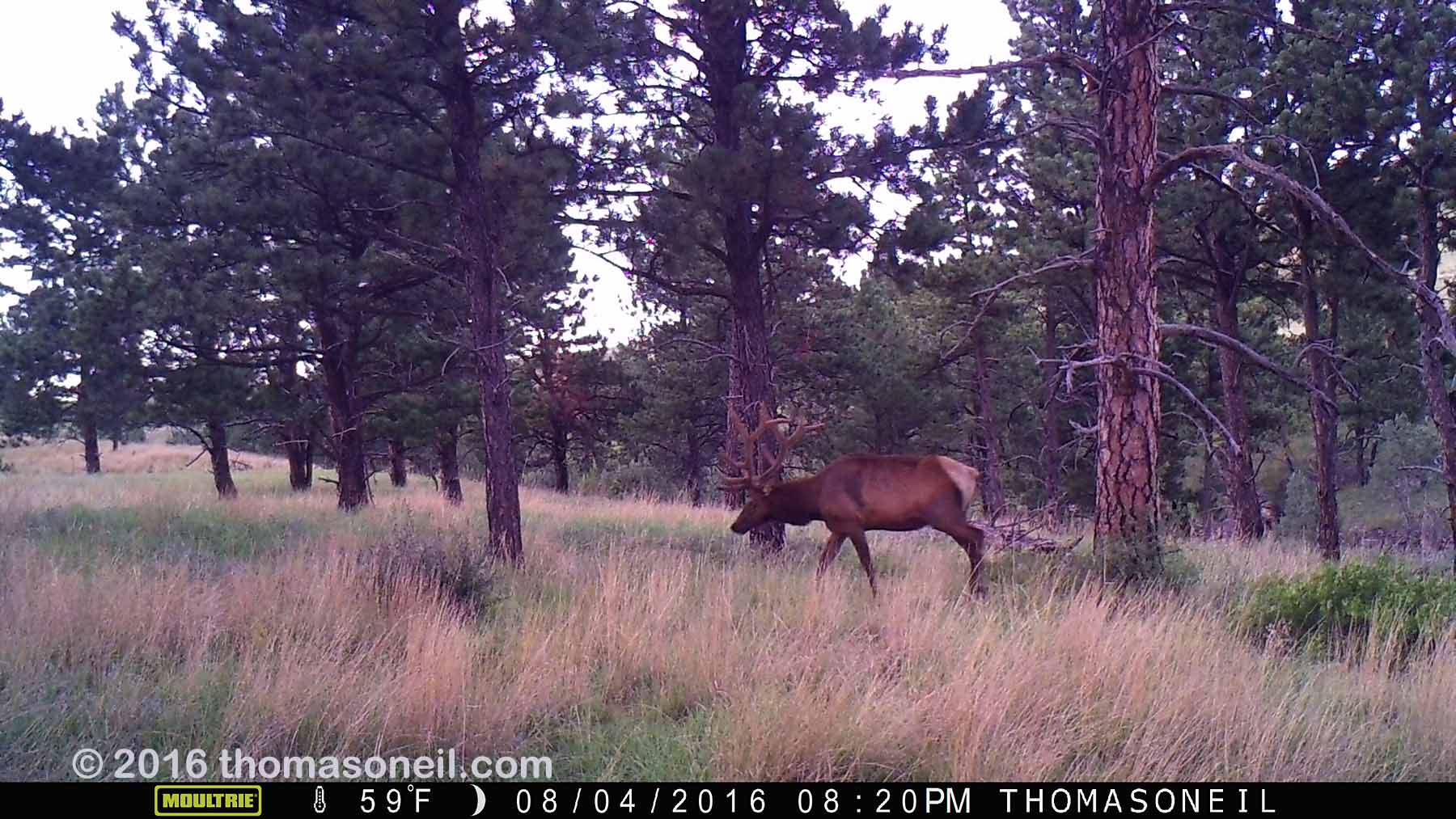 Elk on trailcam, Wind Cave National Park, Aug. 4, 2016.  Click for next photo.