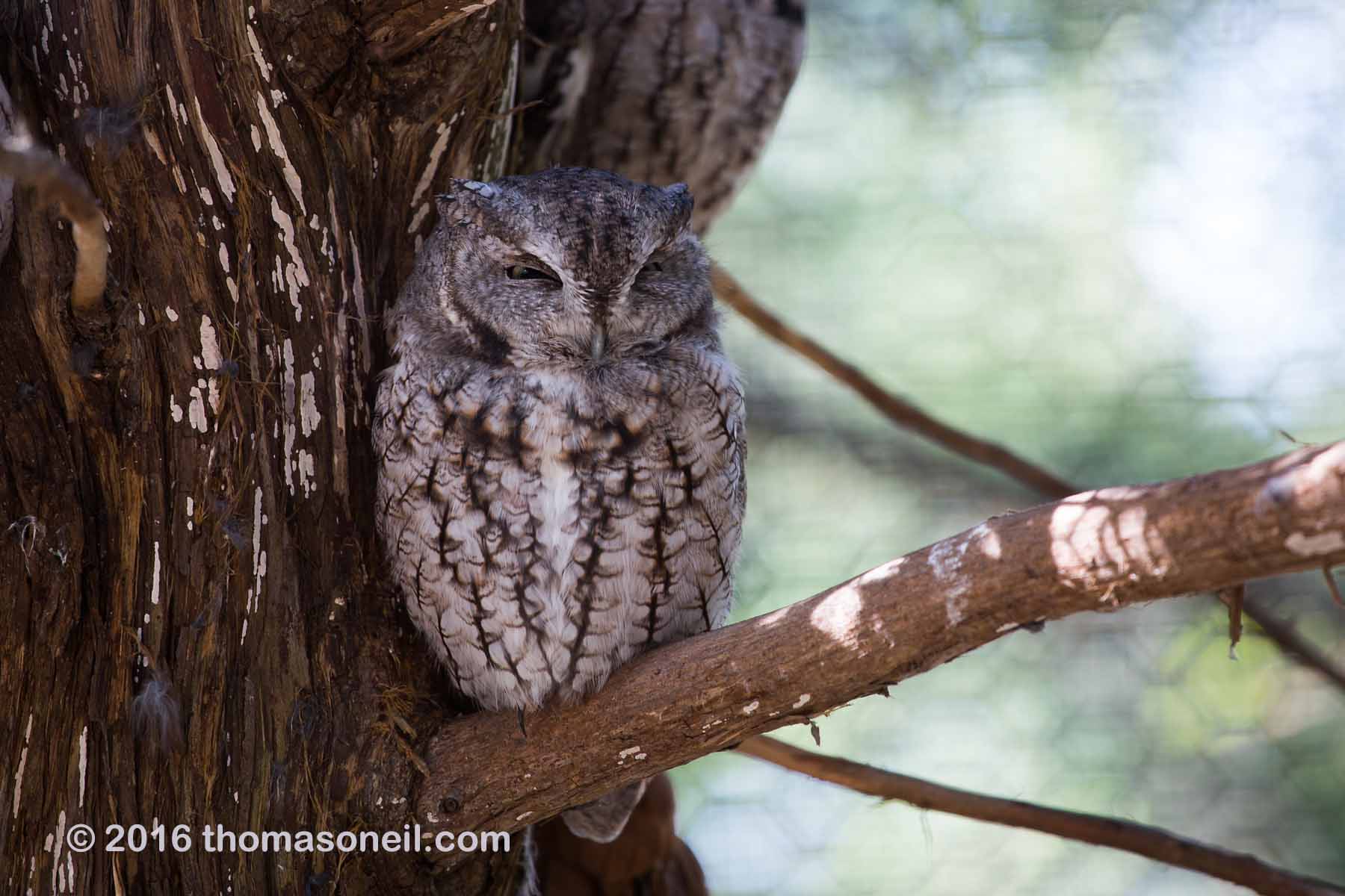 Screech Owl, Lee G. Simmons Conservation Park and Wildlife Safari.  Click for next photo.
