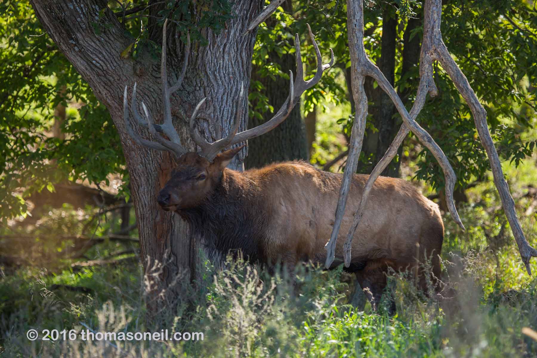Elk, Lee G. Simmons Conservation Park and Wildlife Safari.  Click for next photo.