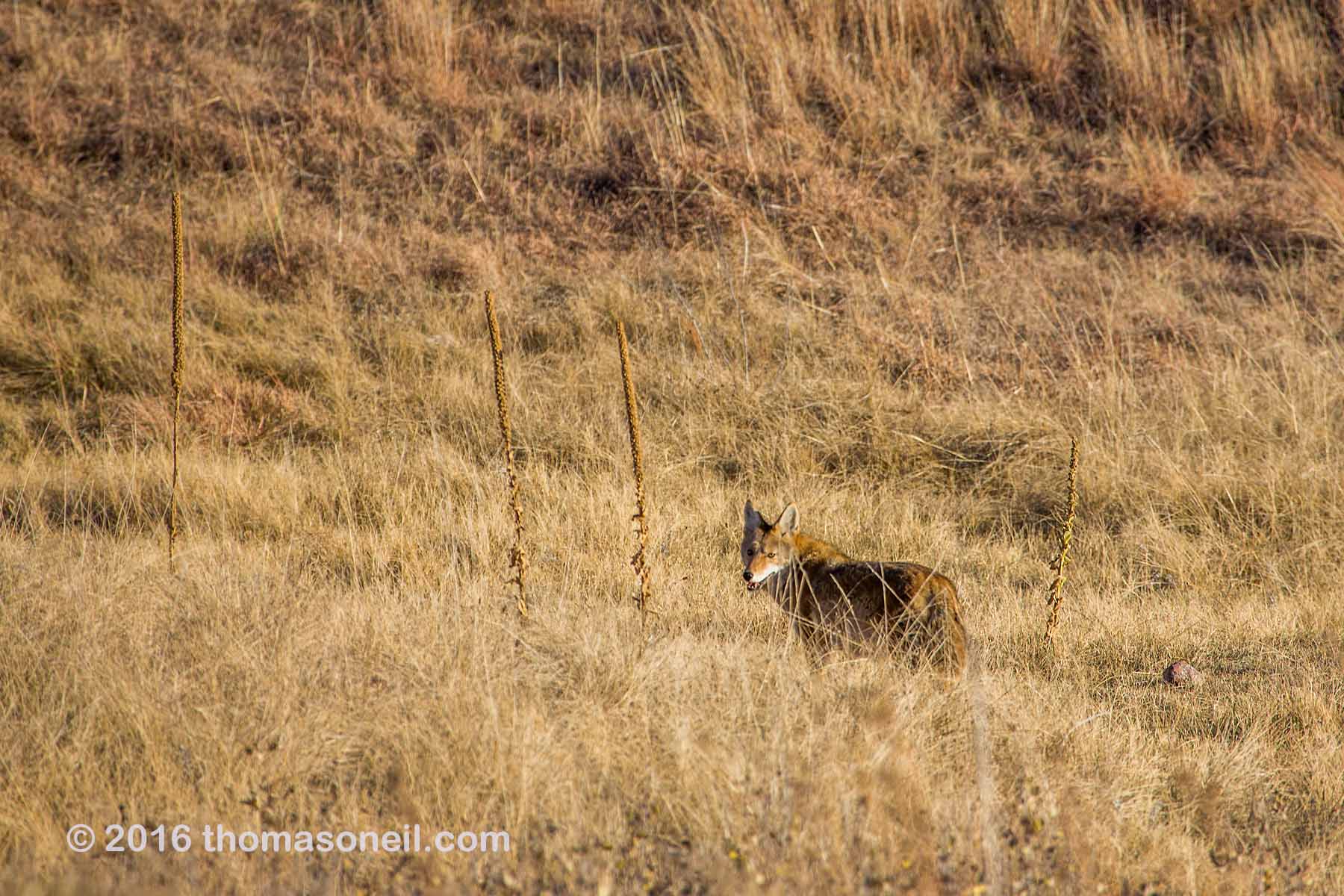 Coyote scoping out a prairie dog town, Wind Cave National Park.  Click for next photo.