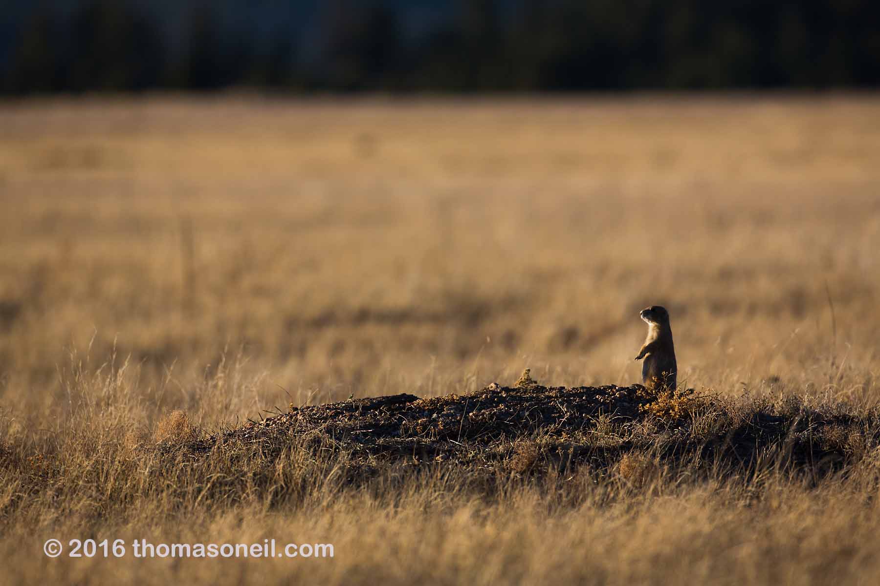 Prairie dog on the alert, Wind Cave National Park.  Click for next photo.