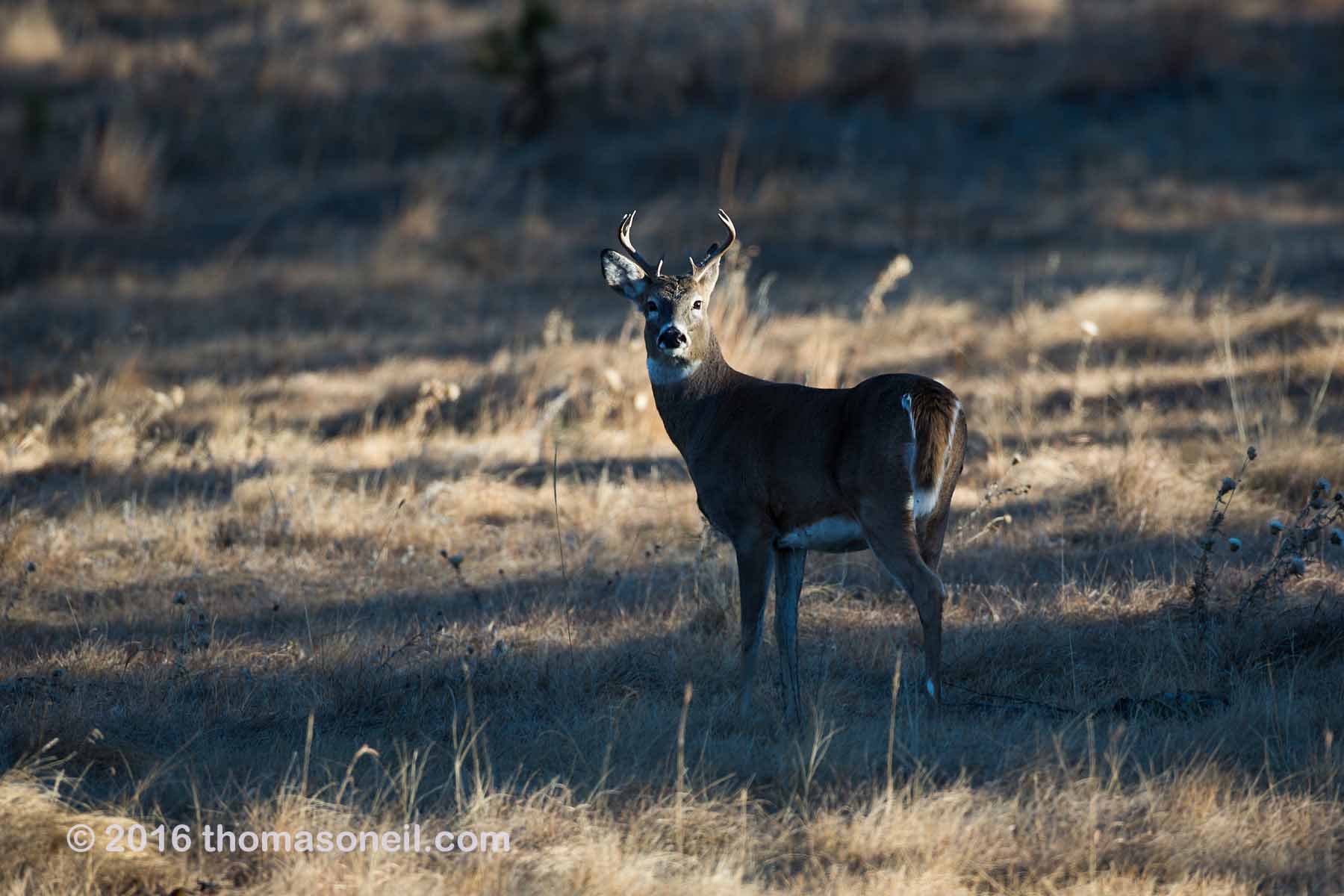 Whitetail deer, Custer State Park.  Click for next photo.