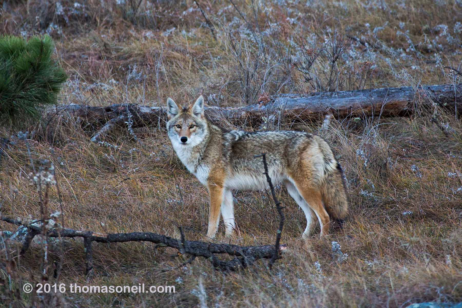 From the looks of this coyote, he has had a good summer hunting prairie dogs, Wind Cave National Park.  Click for next photo.