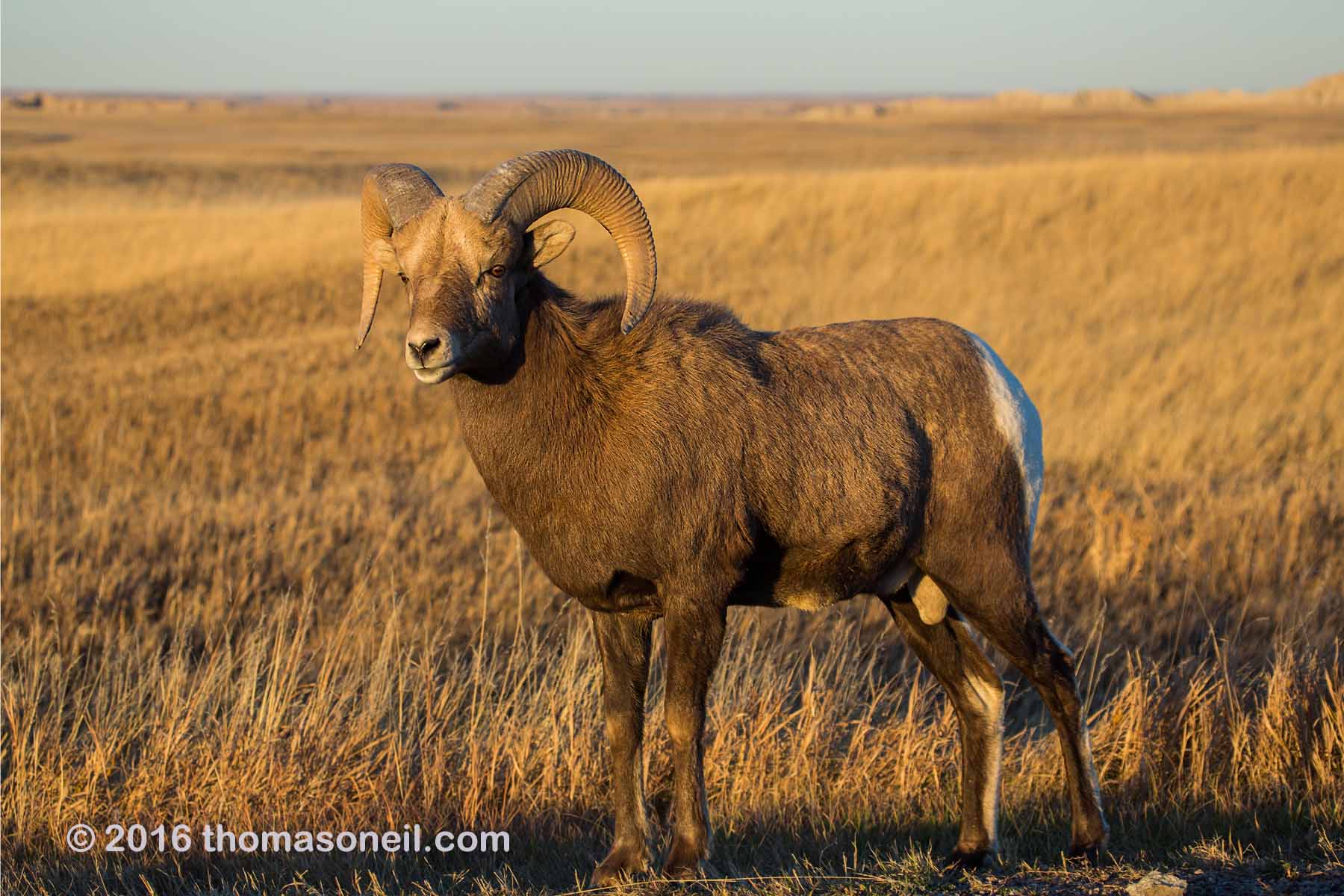 Rocky Mountain Bighorn Sheep, Badlands National Park.  Click for next photo.