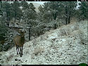 Trailcam image from Wind Cave National Park in April 2016, elk in snow.