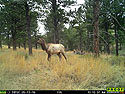 Elk on Primos trailcam, Wind Cave National Park, May 13, 2016.  Compare to previous image on Moultrie trailcam.