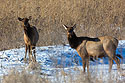 Elk, Neal Smith NWR, Iowa, January 2016.