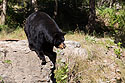 Black bear, Lee G. Simmons Conservation Park and Wildlife Safari.