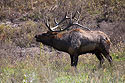 Elk, Lee G. Simmons Conservation Park and Wildlife Safari.
