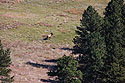 Distant SLR shot of elk while hiking down to my trailcam location, Wind Cave National Park, October 2016.