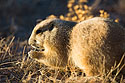 Prairie dog fattening up for winter, Wind Cave National Park, 2016.