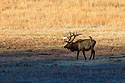Elk carrying a magpie, Wind Cave National Park.