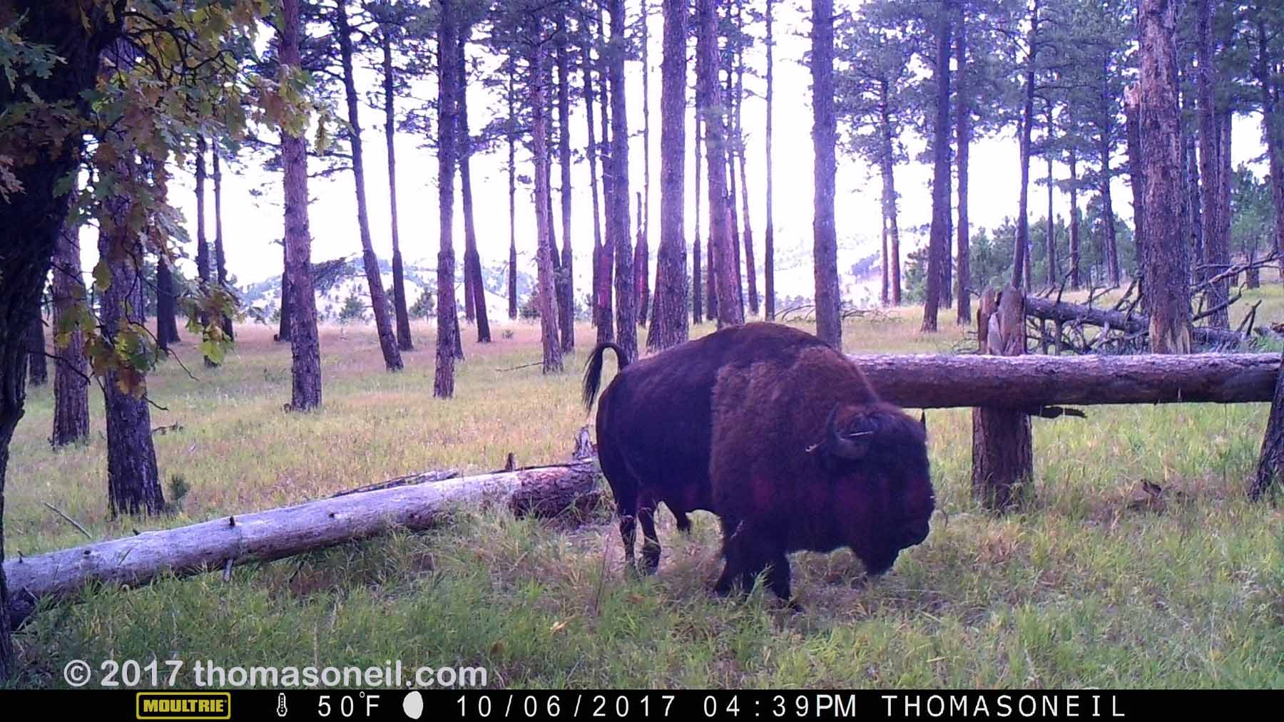 Custer State Park bison on trailcam, October 2017.  This trailcam was destroyed by fire at this location two months later.  Click for next photo.