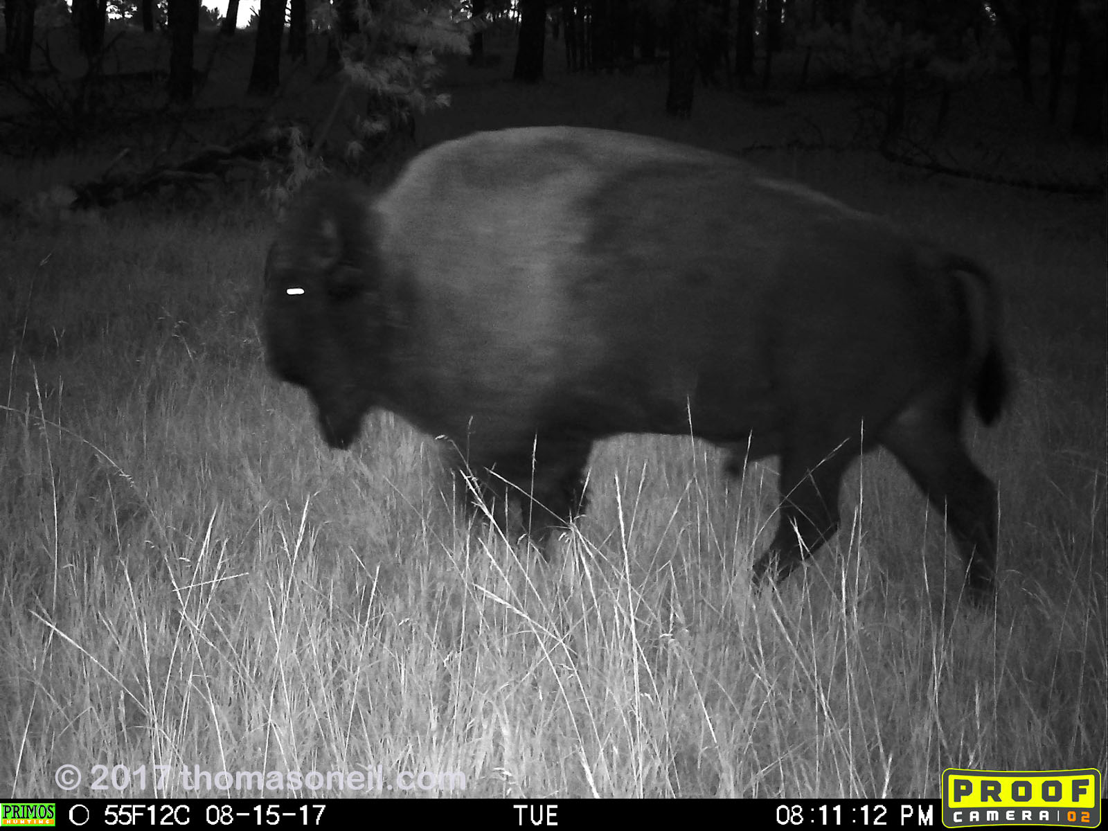 Bison, August 15, 2017.  Click for next photo.