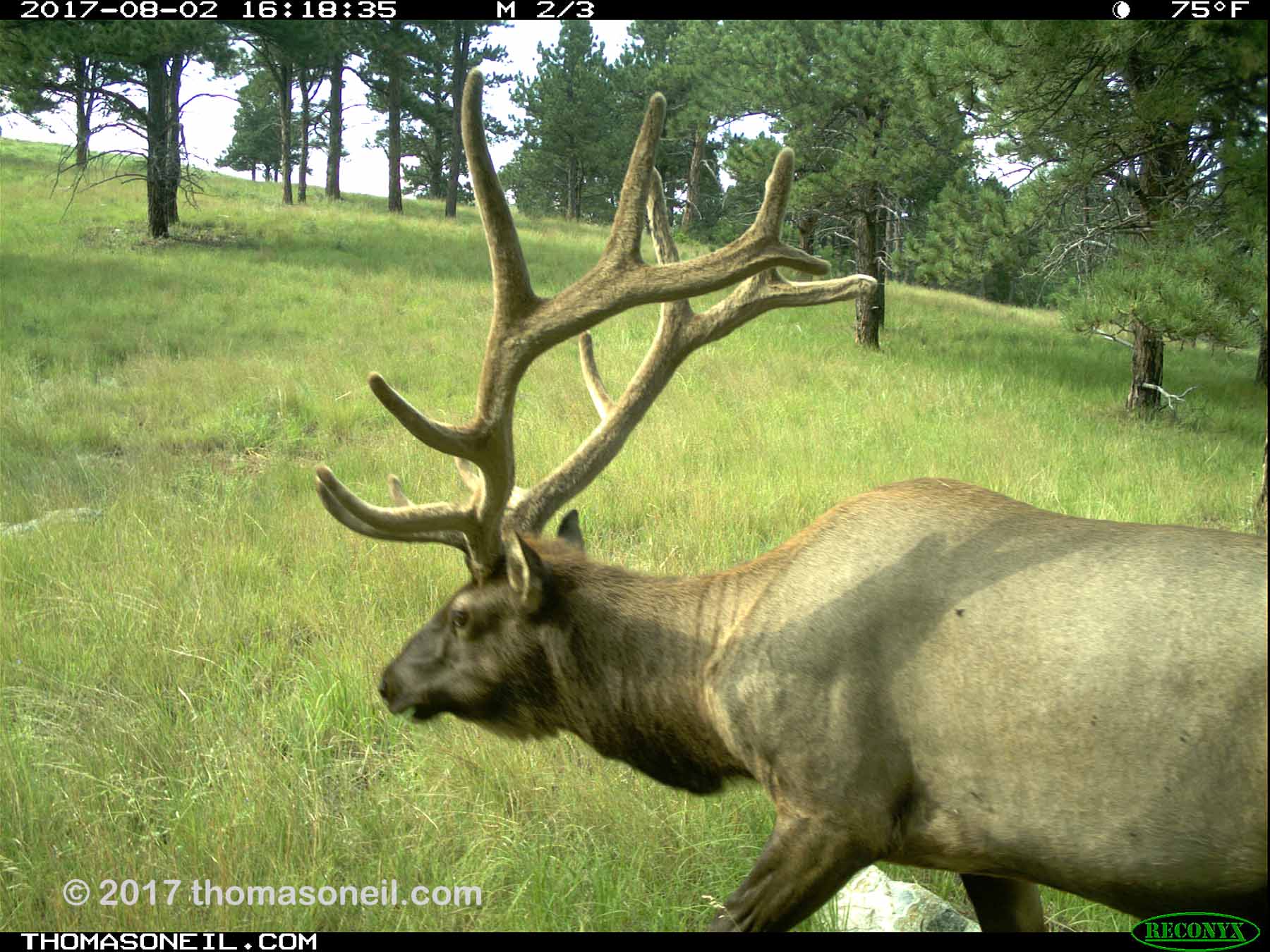 Elk, Aug. 2, 2017.  Click for next photo.
